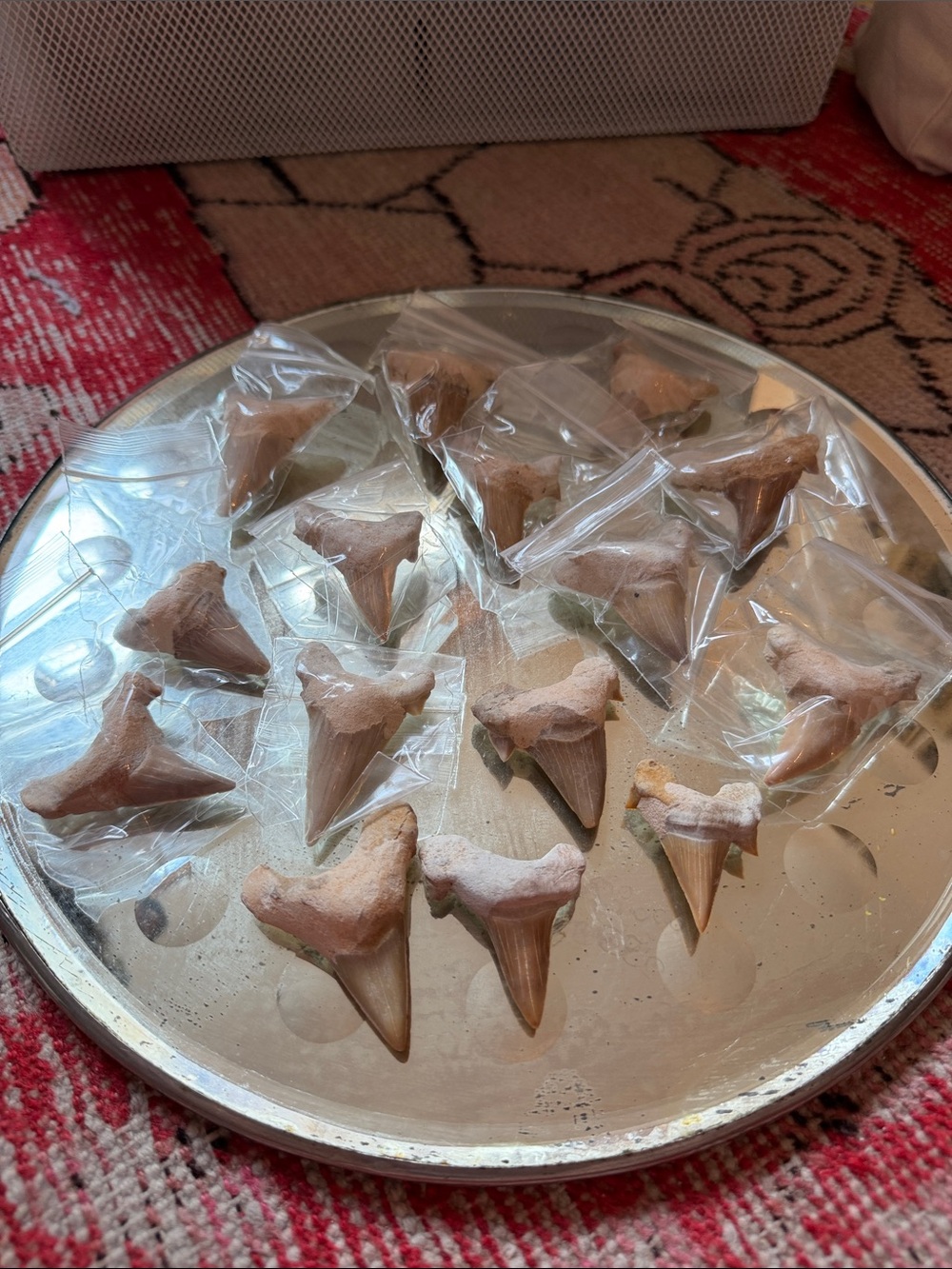 Fossil Shark Teeth - Natural Beige/Brown Collection, 15 teeth